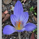Crocus speciosus (krokus okazały)