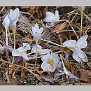 Crocus cancellatus