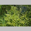 Oenanthe javanica