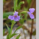Mimulus ringens