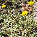 Achillea tomentosa (krwawnik wełnisty)