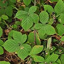 Rubus camptostachys (jeżyna orzęsiona)