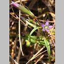 Gentianella uliginosa (goryczuszka błotna)