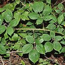 Rubus macrophyllus (jeżyna wielkolistna)
