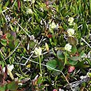 Tofieldia pusilla