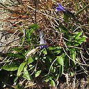 Melanocalyx uniflora