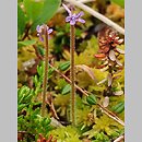 Pinguicula villosa