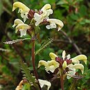 Pedicularis lapponica