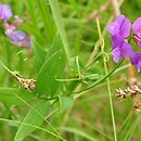 Lathyrus palustris (groszek błotny)