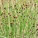 Schoenus nigricans (marzyca czarniawa)