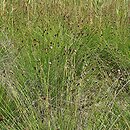 Schoenetum nigricantis - zespół marzycy czarniawej