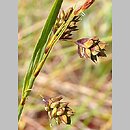Carex magellanica ssp. irrigua (turzyca patagońska)