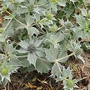 Eryngium maritimum (mikołajek nadmorski)