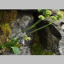 Saxifraga nivalis (skalnica śnieżna)