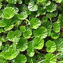 Gunnera magellanica (parzeplin brazylijski)