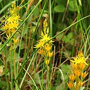 Narthecium ossifragum (łomka zachodnia)