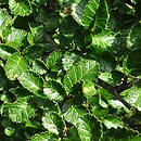 Nothofagus pumilio