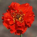 Geum chiloense Mrs. Bradshaw