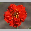Geum chiloense (kuklik chilijski)