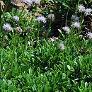 Globularia meridionalis