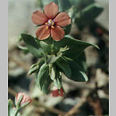 Anagallis (kurzyślad)