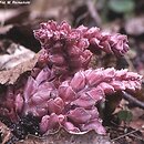 Lathraea squamaria (łuskiewnik różowy)