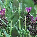 Lavandula stoechas (lawenda francuska)