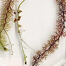 Utricularia stygia