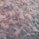 Sphagno-Utricularietum stygiae - zespół Utricularia stygiae i torfowców