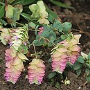 Origanum Kent Beauty