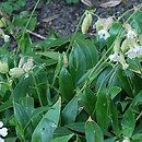 Silene zawadzkii (lepnica Zawadzkiego)
