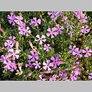 Silene schafta (lepnica Szafta)