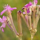 Silene armeria (lepnica baldaszkowa)