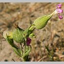 Silene conica (lepnica smukła)