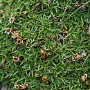 Silene acaulis var. exscapa