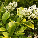Ligustrum ovalifolium (ligustr jajowatolistny)