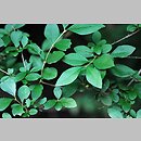 Ligustrum japonicum (ligustr japoński)