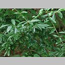 Ligustrum quihoui