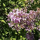 Syringa ×chinensis (lilak chiński)