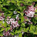 Syringa microphylla (lilak drobnolistny)