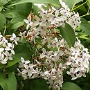 Syringa persica (lilak perski)
