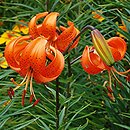 Lilium davidii (lilia Davida)