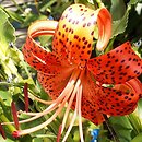 Lilium lancifolium (lilia tygrysia)