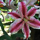 Lilium Dizzy