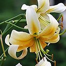 Lilium Ewunia