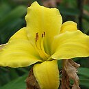 Hemerocallis ×hybrida Berlin Giant