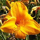 Hemerocallis ×hybrida Big Spender