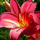 Hemerocallis ×hybrida Black Prince