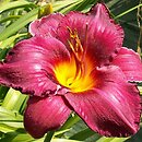 Hemerocallis ×hybrida Black Watch