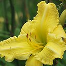Hemerocallis ×hybrida Bona